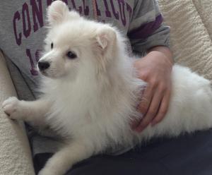 VOKU