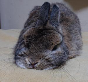 ヒロキ