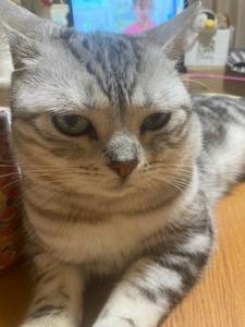 櫻川ギン