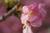anjo_shiiya
