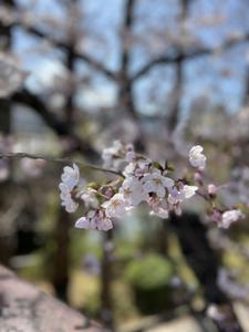 片山夢来