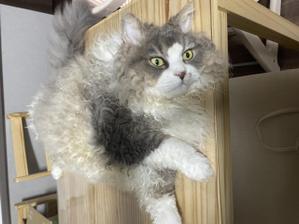 mochio