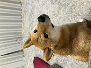 たのもち