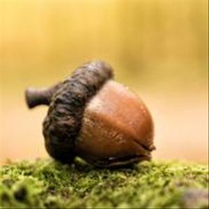 どんぐり社
