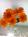 Orange1515