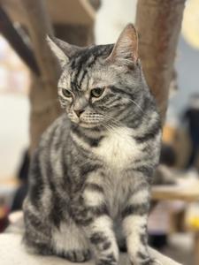 かねこ