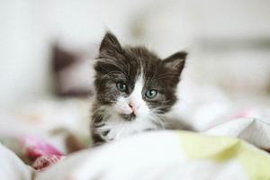 cats_web