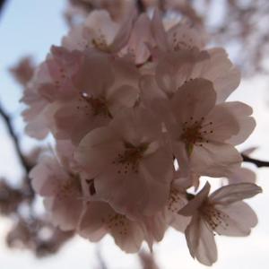 clover048
