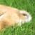shiba83_91