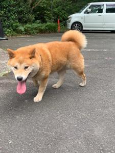 MYUDOGS