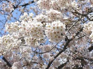 kazu_0105