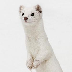 オコジョデザイン