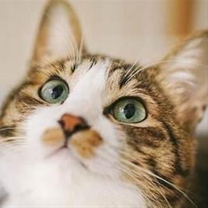 はやしだ