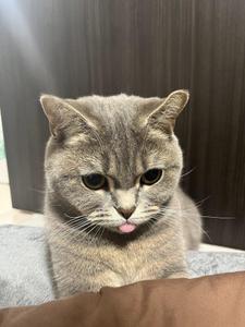 coco