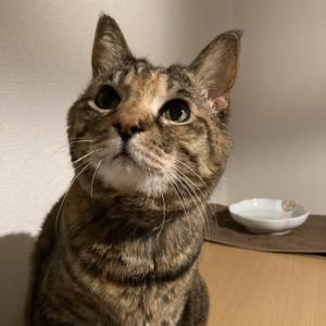 fuku-fukuko