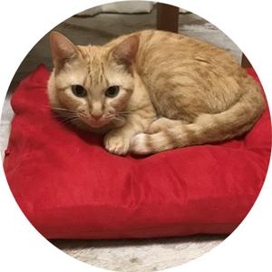 招き猫