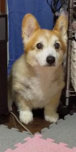 事務好き猫