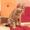 atCat