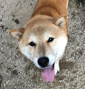 ふくみみ