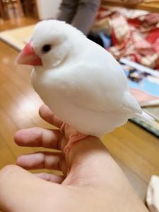 佐伯駿