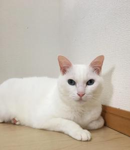 ゆぴ