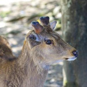 タカミ