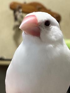のあ