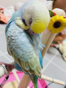 ゆきち