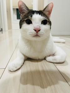 クワハラユイ