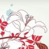 あかつき