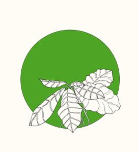 ARUMIkinoshi