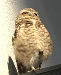 tomari