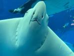 ボンゴレ