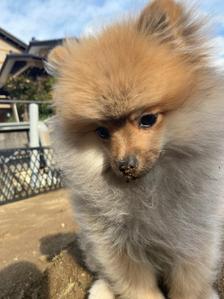 Ryo