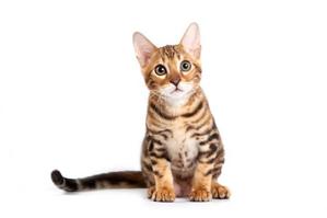 cat_5100