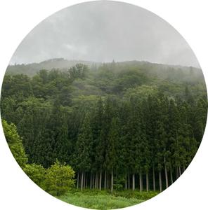 えむみどり