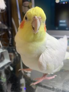 110phoenixA