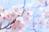 sakura_46