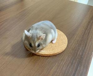 まよんぬ