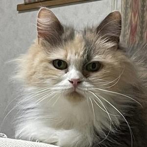 Ryoko.I