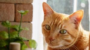 茶猫トラ
