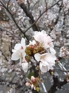 konohana