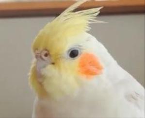 春日