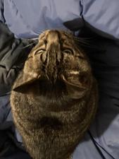 DAN