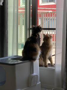 しろがね