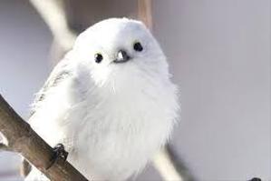 しまえなが