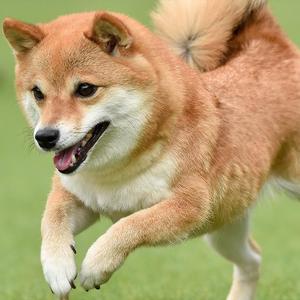 rererenore