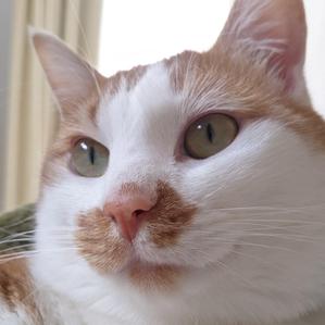 新藤まつり