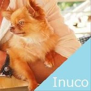 Inuco