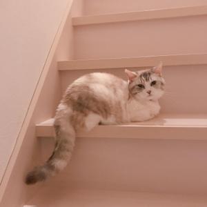 ねこ歩き